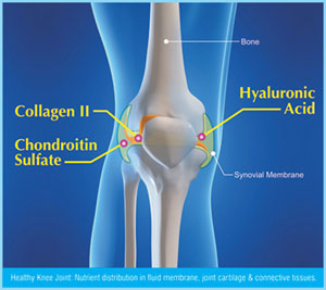 healthy knee joint diagram